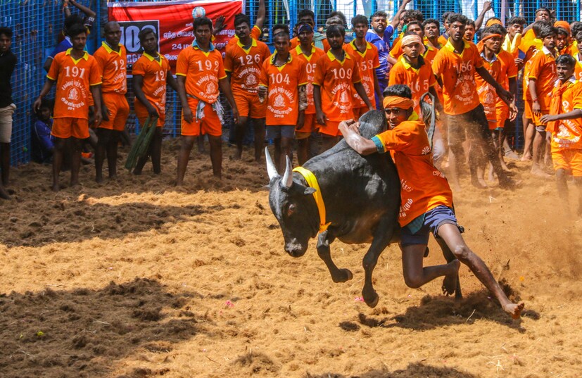  মাদুরাইয়ে আলাঙ্গানাল্লুরে প্রতিযোগিতার সময় ষাঁড়ের গুঁতোয় গুরুতর আহত হন এক দর্শকও। তাঁকে হাসপাতালে নিয়ে গেলে চিকিৎসকরা তাঁকে মৃত বলে ঘোষণা করেন। প্রতীকী ছবি শিবগঙ্গায় এই ঘটনায় মৃত্যু হয়েছে আরও এক দর্শকের, ষাঁড়ের মালিক এবং একটি ষাঁড়ের মৃত্যুও হয়েছে। প্রতীকী ছবি