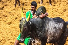 রক্তাক্ত তামিলনাড়ু! জালিকাট্টুতে অন্তত সাত জনের মৃত্যু, আহত ৪০০!