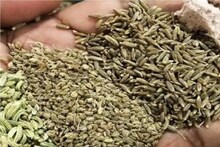 পাঁচ ফোড়নের সবথেকে গুরুত্বপূর্ণ, এক মশলায় একশো লাভ! ওষধি গুণে ভরপুর জিরে ২২টি রোগের ওষুধ