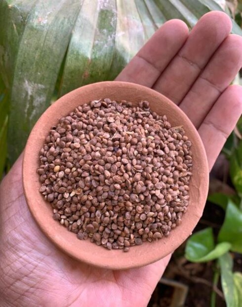 কোডো-এর উপকারিতা: কোডোতে প্রচুর পরিমাণে ফাইবার রয়েছে। তাই হজমের জন্য খুবই উপকারী। ওজন কমানো থেকে শুরু করে হৃদরোগ প্রতিরোধ, হাড় মজবুত করা, শারীরিক শক্তি বৃদ্ধিতেও সহায়ক।