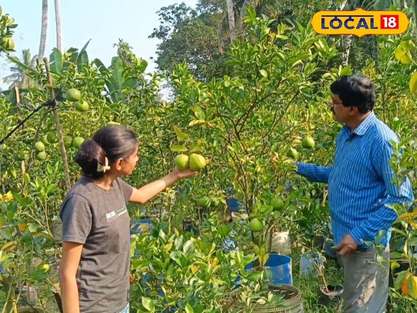 তবে কমলা লেবুর পাশাপাশি এবার মালটা লেবু চাষে স্বনির্ভরতার পথ দেখতে পারেন আপনি। কমলা এবং মালটার বাণিজ্যিকভাবে চাষ হচ্ছে বসিরহাটে। বসিরহাট শহরের খুব কাছেই শুরু হয়েছে এই কমলা ও মালটাল লেবু চাষের। বাগানে গেলে দেখা যাবে গাছ ভর্তি বিভিন্ন ধরনের কমলা এবং মালটা লেবু ফলে আছে। কমলা ও বাতাবি লেবুর সংকরায়ণের ফলে সৃষ্টি মাল্টা রোগির পথ্য হিসেবে উপকারী।