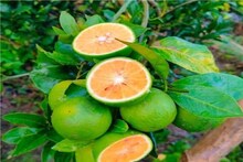 টাকা রোজগারে থাকবে না কোনও সীমা, এই লেবু পুষ্টির খনি, চাষ করলেই হবে মালামাল