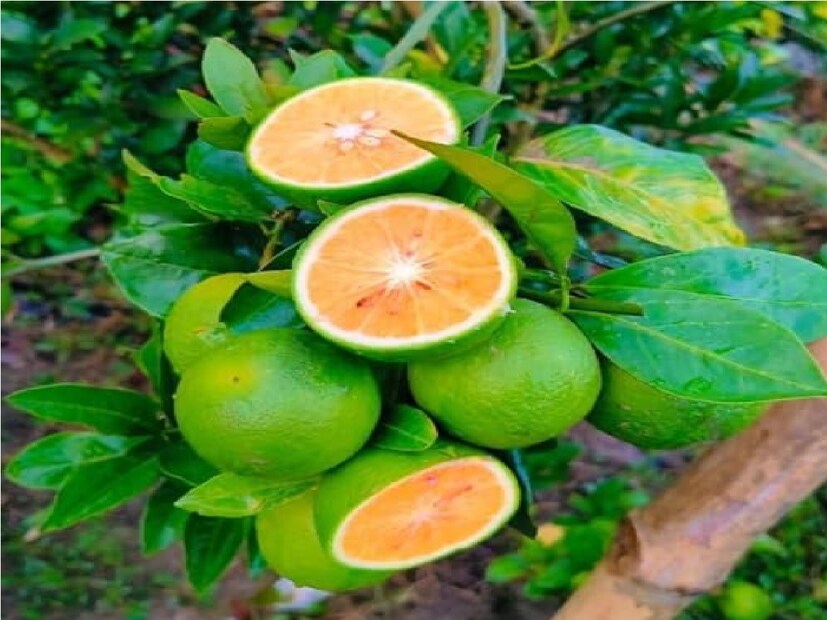 উত্তর ২৪ পরগনা : আর দার্জিলিং নয়, সমতলেও মাল্টা লেবু চাষে হতে পারেন স্বনির্ভর।একসময়ে কমলা লেবু বলতে শুধু দার্জিলিংকে বোঝানো হত। কিন্তু বিগত বেশ কয়েক বছর ধরে পাহাড়ের কমলা এখন সমতল ভূমিতে নেমে এসেছে।