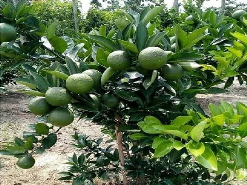 এই জাতের কমলা ও মাল্টা গাছ থেকে প্রায় সার বছরই ফল পাওয়া যায়। আশেপাশের অনেক মানুষ তার বাগান দেখতে আসেন। আর সেই গাছে লেবুর ফলনও বেশ ভালই। শুধু ফল তৈরি নয়, এজাতের চারা গাছও বিক্রি করে বেকার যুবকদের কর্মসংস্থানের দিশা দেখাচ্ছেন। Input- Julfikar Molla 