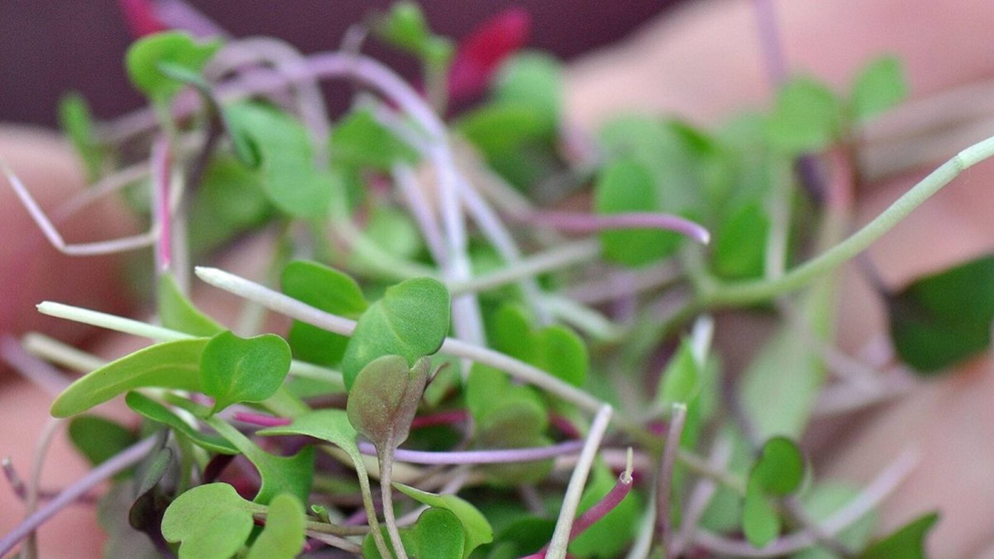 কাঁচা খেতে হয় এই চারাগাছ! শরীরের জন্য দারুণ ভাল! আয়ও হবে প্রচুর টাকা