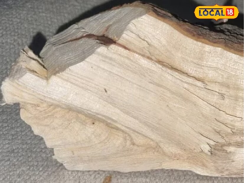 তিনি বলেন, কর্পূর কাঠ এবং এর অন্যান্য পণ্য পরিবেশের উপকারিতার পাশাপাশি আমাদের স্বাস্থ্যের জন্যও উপকারী। এটি একটি প্রাচীন ঐতিহ্য, যা এখনও পাহাড়ি অঞ্চলের মানুষ তাদের জীবনে অনুসরণ করে।
