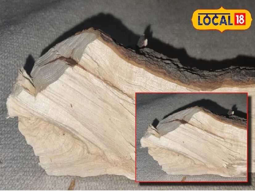 কিশান মালদা আরও জানান, কর্পূর কাঠের সুগন্ধ শরীর ভাল রাখার জন্য অত্যন্ত উপকারী। এই সুগন্ধ নার্ভকে উদ্দীপ্ত করে, যা ব্যথা, চুলকানি এবং মানসিক চাপের মতো উপসর্গ থেকে আরাম দেয়। কর্পূর কাঠ মশাদের দূরে রাখতে সাহায্য করে। কর্পূর পাতা কফ কমানোর জন্যও ব্যবহার করা হয়।কিশান মালদা আরও জানান, কর্পূর কাঠের সুগন্ধ শরীর ভাল রাখার জন্য অত্যন্ত উপকারী। এই সুগন্ধ নার্ভকে উদ্দীপ্ত করে, যা ব্যথা, চুলকানি এবং মানসিক চাপের মতো উপসর্গ থেকে আরাম দেয়। কর্পূর কাঠ মশাদের দূরে রাখতে সাহায্য করে। কর্পূর পাতা কফ কমানোর জন্যও ব্যবহার করা হয়।