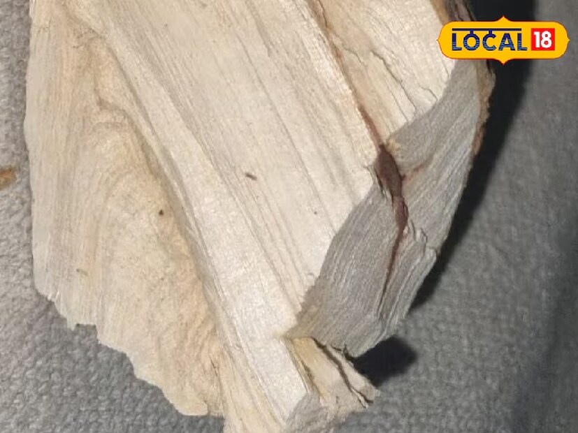 কর্পূর কাঠ সিস্টোলিক এবং ডায়াস্টোলিক রক্তচাপের রোগীদের ঘরে রাখা যেতে পারে। একসময় কর্পূর কাঠ মূলত সমভূমিতে পাওয়া যেত, কিন্তু এখন ধীরে ধীরে পাহাড়ি এলাকাতেও মানুষ কর্পূর কাঠ চাষ শুরু করেছে।