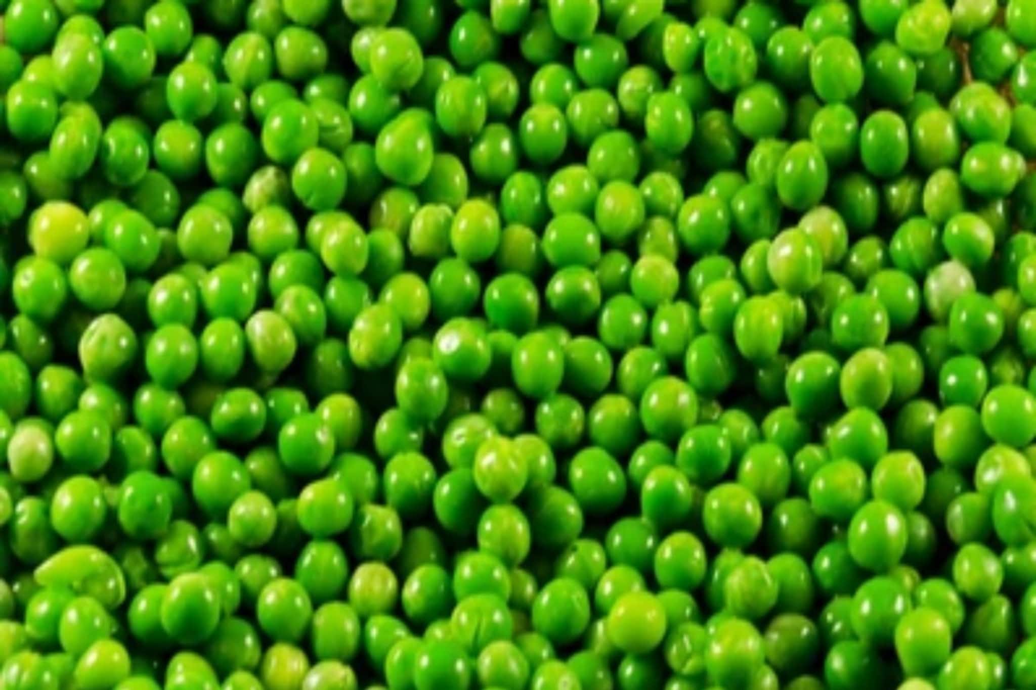 মটরশুঁটির সময় শেষ! তবু সারা বছর ধরে টাটকা, মিষ্টি 'শুঁটি' থাকবে ঘরেই, করুন এই 'ছোট্ট' কাজ!