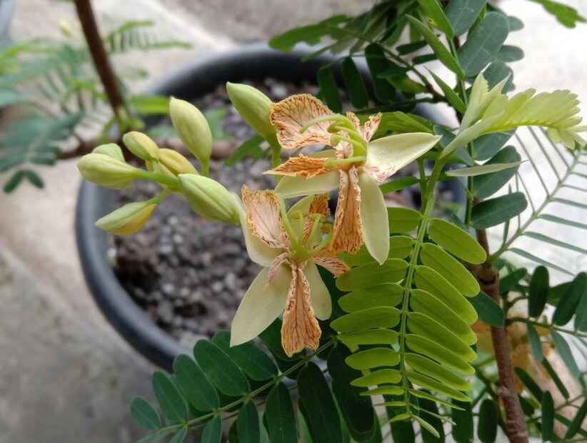 ১৫. মাসের ১৫ তারিখে জন্মগ্রহণকারী ব্যক্তিদের পলাশ ফুলের গাছ লাগানোর পরামর্শ দেওয়া হয়। তবে এটি একটি খোলা জায়গায় রোপণ করা আবশ্যক।১৬. যাঁরা মাসের ১৬ তারিখে জন্মগ্রহণ করেছেন, তাঁদের নিজেদের জন্মদিনে একটি বটগাছ লাগানো উচিত। ১৭. মাসের ১৭ তারিখে জন্মগ্রহণকারী ব্যক্তিরা প্যাগোডা গাছ লাগিয়ে উপকার পেতে পারেন। ১৮. মাসের ১৮ তারিখে জন্মগ্রহণকারীদের জন্য বেল গাছ শুভ বলে মনে করা হয়। ১৯. মাসের ১৯ তারিখে জন্মগ্রহণকারী ব্যক্তিদের একটি তাল গাছ লাগাতে হবে, এটি জীবনে স্থিতিশীলতা আনবে।