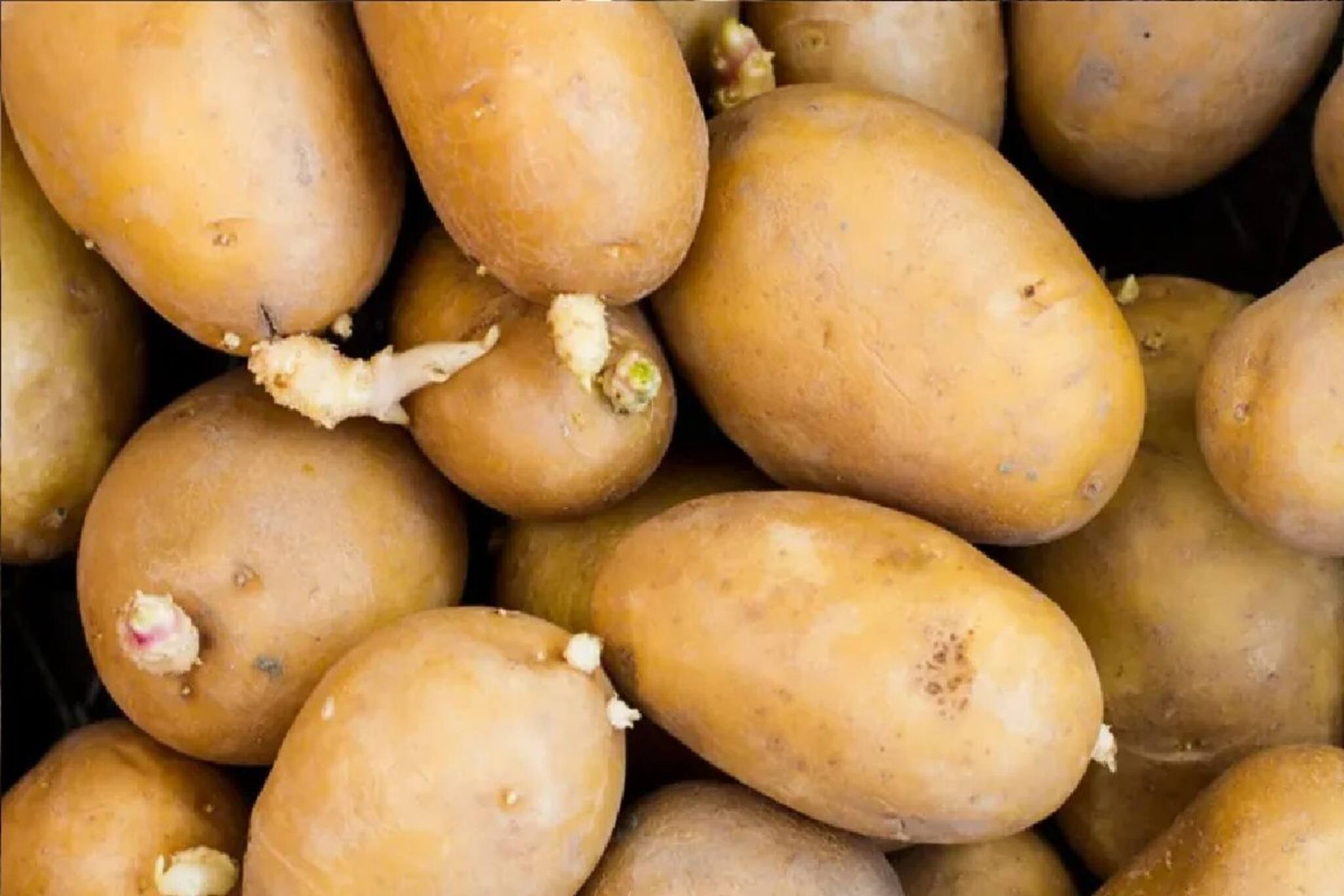 সাদা কল বেরিয়েছে আলু থেকে! এমন আলু খেলে কি ক্ষতি হয়? জানেন না বহু মানুষ