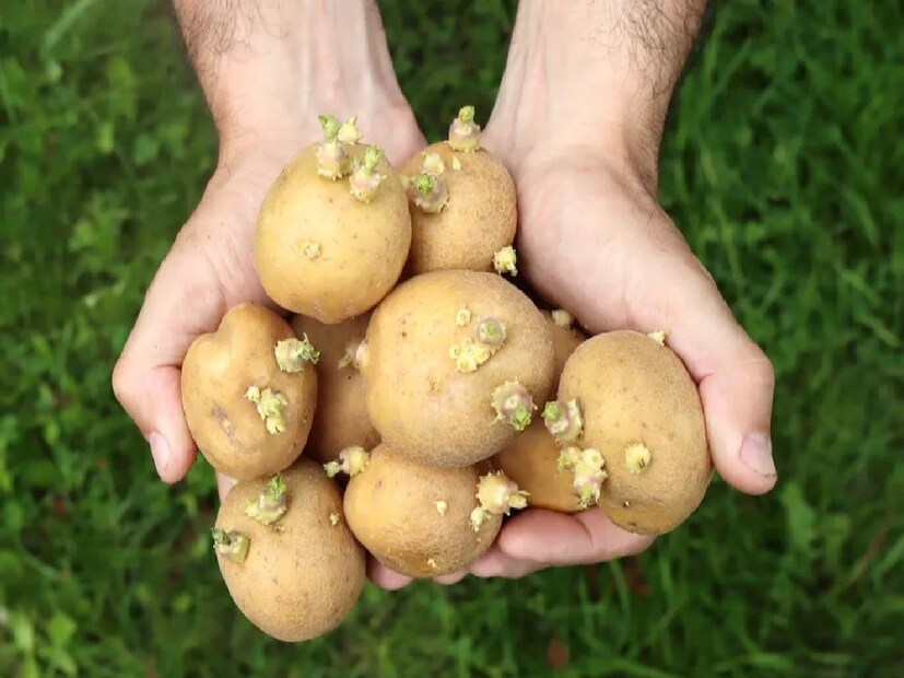 বিশেষজ্ঞরা বলছেন, আলু যখন অঙ্কুরিত হয় তখন এতে সোলানাইন এবং চ্যাকোনাইন নামক বিষাক্ত যৌগের মাত্রা বাড়তে থাকে। এই যৌগগুলি আলুকে সবুজ এবং তিক্ত করে তোলে। আর সেই আলু খাওয়া স্বাস্থ্যের পক্ষে মোটেও ভাল নয়।