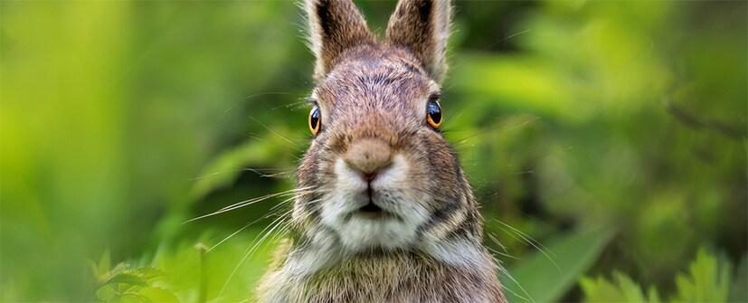 rabbit fever, rabbit fever in us, rabbit fever in america,  HMPV Virus Cases, HMPV Virus Cases in india, HMPV Virus Cases in china, HMPV symptoms, china virus, hmpv cases, china hmpv virus, HMPV positive cases in India, HMPV positive children, Nagpur HMPV cases, Bengaluru HMPV cases, Gujarat HMPV cases, Tamil Nadu HMPV cases, Kolkata HMPV cases