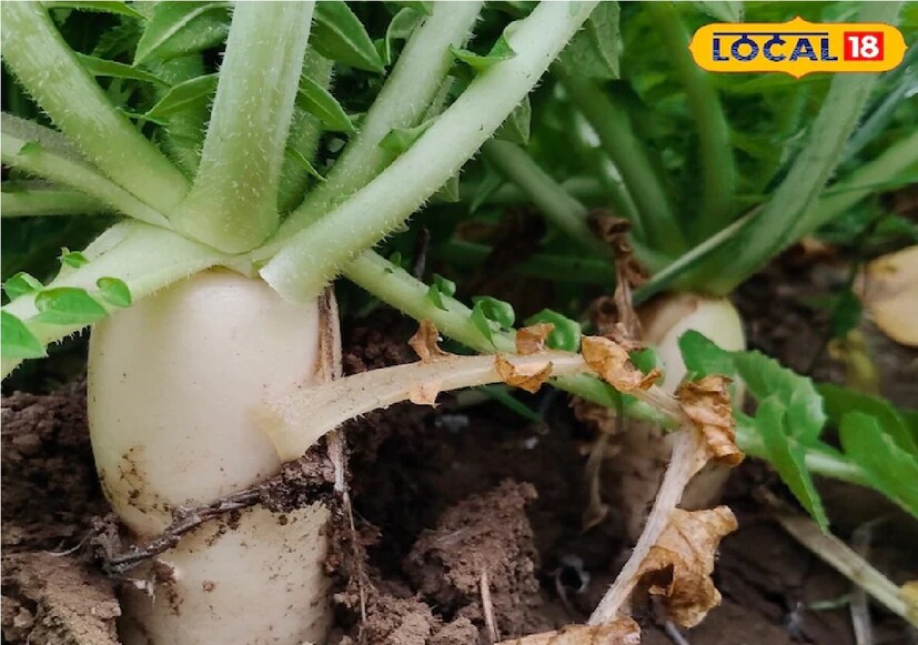 *শীতকালে মুলো খাওয়া শরীরের জন্য খুবই উপকারী। মুলো ভিটামিন, খনিজ, অ্যান্টিঅক্সিডেন্ট এবং অ্যান্টি-ব্যাকটেরিয়াল বৈশিষ্ট্যে সমৃদ্ধ যা শরীরকে পরিষ্কার এবং সতেজ করে। সংগৃহীত ছবি। 