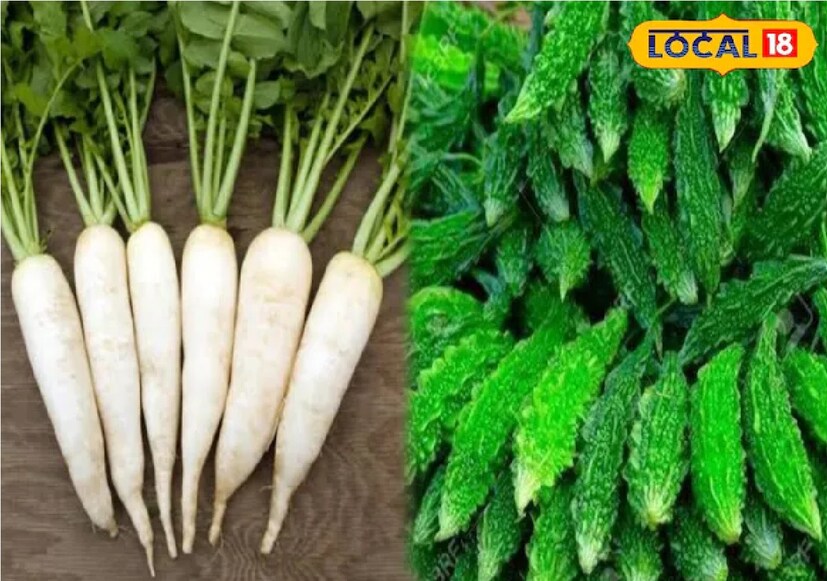 *মুলো এবং করলার সংমিশ্রণও অত্যন্ত ক্ষতিকারক হতে পারে। এই দুটি উপাদান একে অপরের সঙ্গে প্রতিক্রিয়া করতে পারে, যার ফলে পেট খারাপ হয় এবং শরীরে তাপের প্রভাব বৃদ্ধি পায়। এছাড়াও, এই সংমিশ্রণটি হার্ট এবং শ্বাসযন্ত্রের সমস্যা সৃষ্টি করতে পারে। এই দুটি একসঙ্গে খাওয়া থেকে অতএব আমাদের বিরত থাকতে হবে। সংগৃহীত ছবি। 