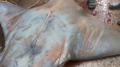 ওটা কী! ওটা কী!