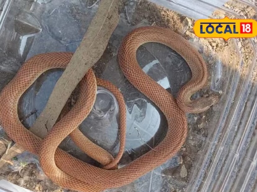 ডঃ সন্তোষ পাটিল জানিয়েছেন যে, &quot;ব্যান্ডিড রেসার&quot; বা &quot;নাইকুল&quot; নামক একটি বিরল বিষহীন সাপ সিলোড শহরের যশ্বন্তনগর এলাকার একটি বাড়ির কাছে মঙ্গলবার দুপুরে পাওয়া গেছে। সাপটি সাপ বিশেষজ্ঞদের সহায়তায় ধরা পড়ে এবং আভানা রোডের বন বিভাগের এলাকায় ছেড়ে দেওয়া হয়েছে। এই সাপটি খুবই বিরল এবং সাধারণত সহজে পাওয়া যায় না।
