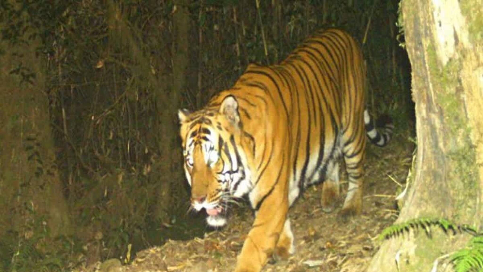 Jhargram News: জিনাত ফিরে গেছে, কিন্তু প্রেমিকাকে খুঁজতে বেলপাহাড়িতে হাজির প্রেমিক বাঘ! আশঙ্কা সত্যি হল, কী করল সেই বাঘ জানেন?