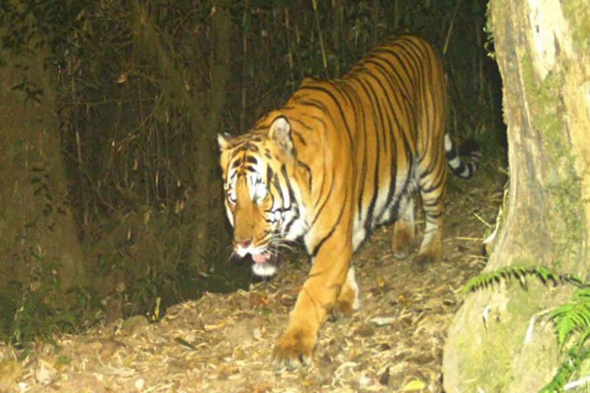 জিনাত ফিরে গেছে, কিন্তু প্রেমিকাকে খুঁজতে বেলপাহাড়িতে হাজির প্রেমিক বাঘ!