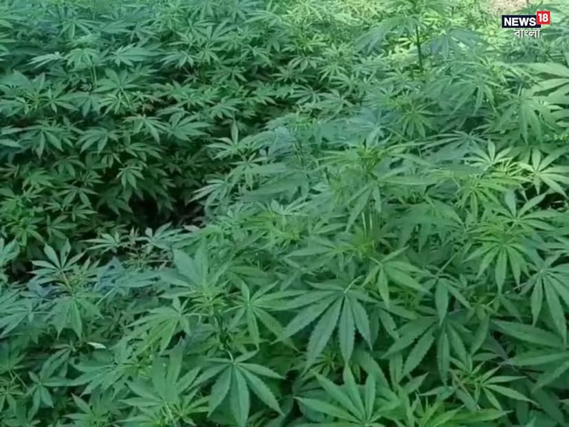 সকাল-সন্ধ্যায় এই ওষুধ প্রয়োগ করলে যন্ত্রণা থেকে মুক্তি পাওয়া যাবে। এতে দ্রুত ব্যথা এবং ফোলাভাব কমে যায়। এক সপ্তাহ বা ২ সপ্তাহ টানা এই দাওয়াই প্রয়োগ করে গেলেই ব্যথা উপশম হবে।(Disclaimer: এই প্রতিবেদনটি কেবলমাত্র সাধারণ তথ্যের জন্য, তাই বিস্তারিত জানতে হলে সর্বদা বিশেষজ্ঞের পরামর্শ নিন)