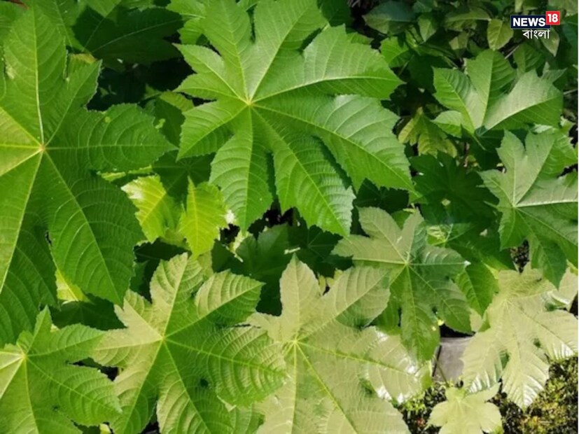 এই টোটকা বানানোর জন্য সর্ষের তেল ঈষদুষ্ণ গরম করে নিতে হবে। আর তা রেড়ি গাছের পাতায় মাখাতে হবে। এবার সেই হালকা গরম তেল মাখানো পাতাটি সুতির কাপড় দিয়ে ফোলা বা ব্যথার জায়গায় বেঁধে রাখতে হবে।
