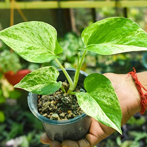 ফেং শুই মতে, তাজা, সবুজ এবং সুস্থ মানি প্ল্যান্ট ঘরে রাখলে তা ইতিবাচক শক্তি আনে, যা আর্থিক উন্নতি ও সমৃদ্ধির পথে সহায়তা করে। 