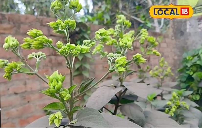 শীতের শেষে গাছের আগায় ফুলের কুঁড়ি দেখা যায়। বাংলার বিভিন্ন প্রান্তে এই গাছ দেখা যায়। ঝোপঝাড়ে পতিত জমি ও রাস্তার পার্শ্ববর্তী তে এই গাছ বেশি দেখা যায়। শিকড় কান্ড এবং গাছের কচি পাতা ফুল ফল ঔষধি হিসেবে ব্যবহৃত হয়। পেটের সমস্যা দূর করতে ধন্বন্তরি এই ঘেঁটু গাছ। 