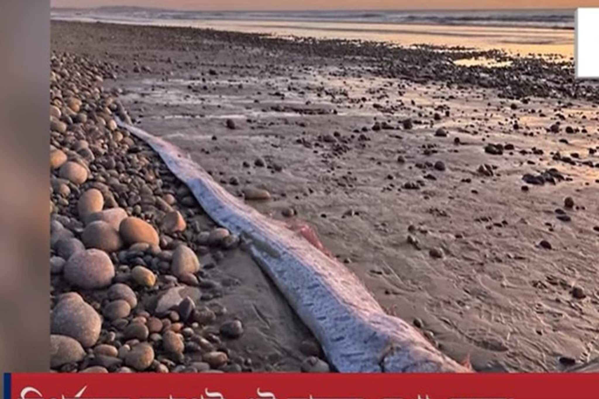 ফিরে এল সেই ভয়ঙ্কর মাছ! এবার কি আসছে প্রলয়? জানলে ভয় হবে