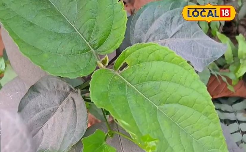 কৃমির সমস্যা দূর করতে এই গাছের জুড়ি মেলা ভার। বিষাক্ত পোকার কামড় কিংবা ঘেঁটু গাছের শিকড় বা মূল বেটে টিউমারের উপর প্রলেপ লাগালে উপকার পাওয়া যেতে পারে। চর্ম রোগের জন্য এই গাছ দারুণ উপকারী। 