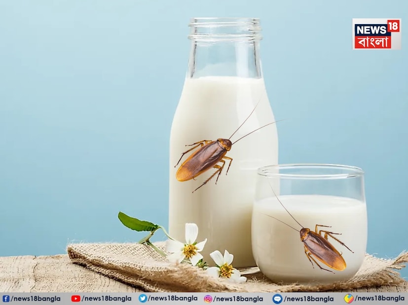 : মাতৃদুগ্ধের প্রয়োজম সবার৷ শুধুমাত্র মানুষই যে নিজের সন্তানদের বড় করতে মাতৃদুগ্ধ এবং দুধের প্রয়োজনীয়তা৷ তবে শুধু মানুষই নয়, সমস্ত প্রাণীজগতের মায়েরাই নিজেদের দুধ খাইয়েই সন্তানদের বড় করে৷ তবে সম্প্রতি এক প্রাণীর দুধের দুরন্ত গুণের খাজানা সকলকে হতবাক করে দিয়েছে৷  এই  দুধ হচ্ছে আরশোলার দুধ৷ এটিকে বিজ্ঞানীরা বলছেন সুপারফুড৷ এই তথ্য কৌতূহল এবং বিতর্ক দুইয়েরই জন্ম দিয়েছে। Photo- Representative