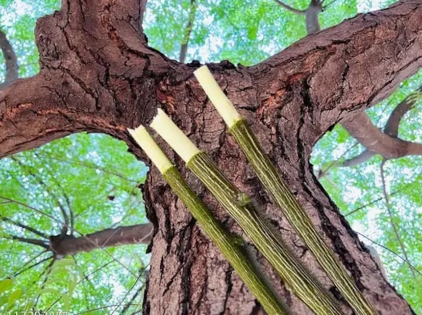 নিম টুথব্রাশ ব্যবহার করার সময় কিছু সতর্কতা অবলম্বন করা উচিত। নিম টুথব্রাশ ব্যবহার করার আগে, এটি ভালো করে ধুয়ে নিন। গাছের ডালটি সঠিকভাবে ভেঙে তারপর ব্যবহার করা প্রয়োজন।