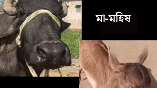 রাতে বাচ্চার জন্ম দিল মহিষ, সকালে দেখেই থ গোটা গ্রাম! এ কীভাবে সম্ভব? সবার মুখে কেন এই একটাই প্রশ্ন? 
