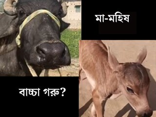 রাতে বাচ্চার জন্ম দিল মহিষ, সকালে দেখেই থ গোটা গ্রাম! এ কীভাবে সম্ভব? সবার মুখে কেন এই একটাই প্রশ্ন? 

