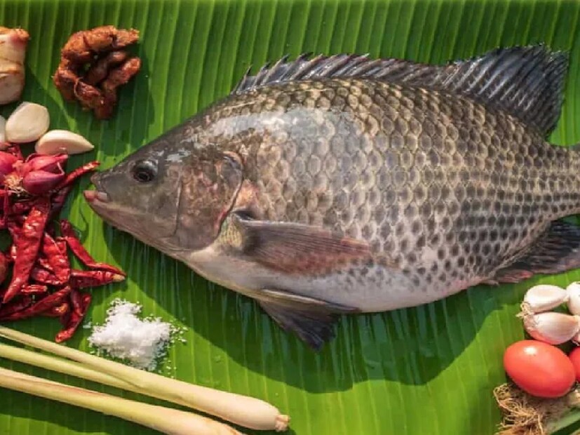 স্বাস্থ্যের উপর সরাসরি প্রভাব ফেলে খাবার। তাই তেলাপিয়ায় ডাইঅক্সিন দূষণ সম্পর্কে সচেতন হওয়া খুবই জরুরি। বিশেষ করে যখন ক্যানসারের মতো প্রাণঘাতী রোগের সঙ্গে ডাইঅক্সিনের সম্পর্ক রয়েছে। বিশেষজ্ঞরা বলছেন, তেলাপিয়ার বদলে সি ফুড বেছে নেওয়া যায়। এটাও পুষ্টিকর, শরীরও ভাল থাকে।