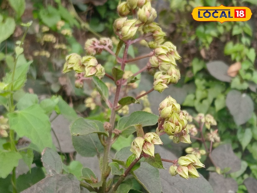 ভাঁট বা ঘেঁটু গাছের উপকারিতা অনেক! গুল্ম জাতীয় ঘেঁটু গাছ। এই গাছ সাধারণত তিন থেকে ছয় ফুট উচ্চতার হয়ে থাকে। এই গাছে পাতা অনেকটা পান পাতার মত। পাতায় লম্বা বৃন্ত যুক্ত। ৮ ইঞ্চি পর্যন্ত লম্বা হয়ে থাকে এই গাছের পাতা। আকারে পান পাতার মত দেখতে হলেও, পান পাতার মত তৈলাক্ত বা চকচকে নয়।