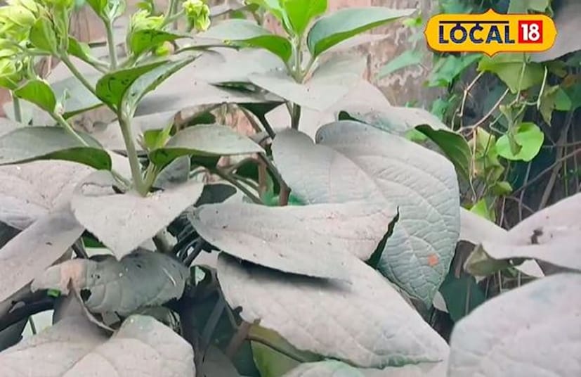 কোষ্ঠকাঠিন্য বা পেটের সমস্যার ক্ষেত্রে নিয়মিত কয়েকদিন পাতার রস খেলে উপকার পাওয়া যাবে। উকুন বা চামড়ার সমস্যার ক্ষেত্রে এই পাতার রস ব্যবহার করলে উপকার পাওয়া যেতে পারে।