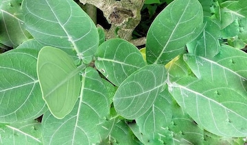 'বিষ' এই পাতা হিরের চেয়েও দামী, ডায়াবেটিসের যম! কমে কোষ্ঠকাঠিন্যের যন্ত্রণা, গাঁটের ব্যথা 'বিষ' এই পাতা হিরের চেয়েও দামী, ডায়াবেটিসের যম! কমে কোষ্ঠকাঠিন্যের যন্ত্রণা, গাঁটের ব্যথা