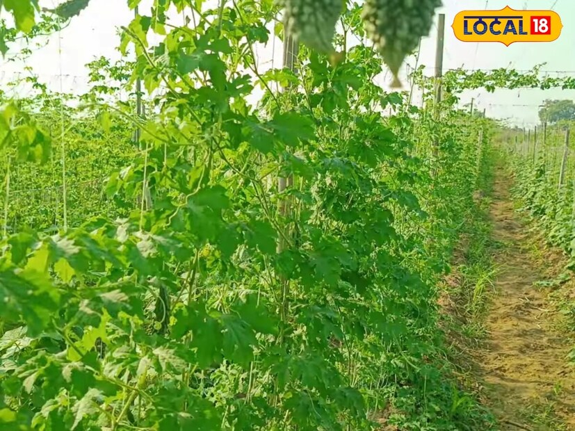 *করলার স্বাদ তেতো হলেও এটি ওষুধের মতো কাজ করে। প্রতিদিন করলা খেলে অনেক ধরনের রোগ আপনার থেকে দূরে থাকে। সংগৃহীত ছবি।