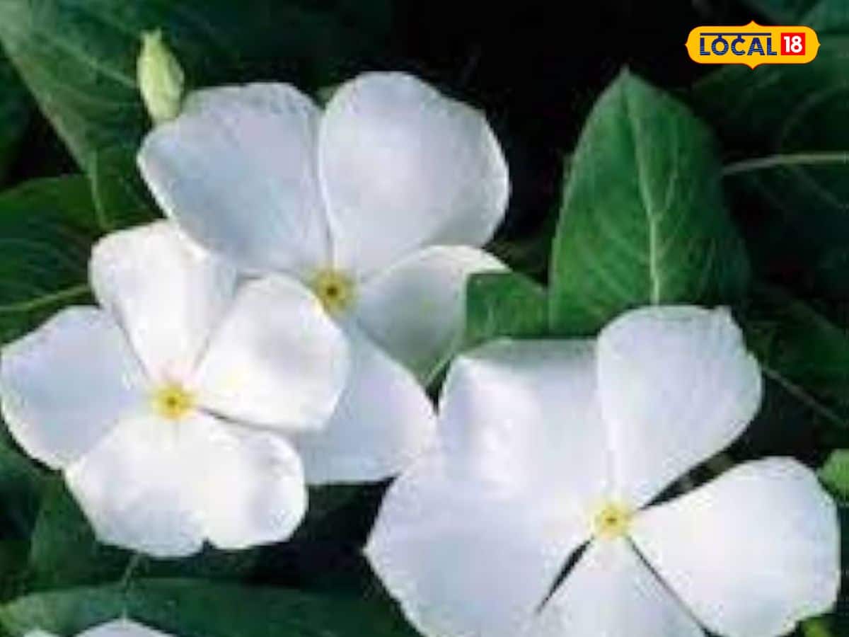  যদি আপনি রাসায়নিকযুক্ত বিউটি প্রোডাক্টস থেকে বিরত থেকে প্রাকৃতিক উজ্জ্বলতা চান, তবে সদাবহাল ফুলের জাদুকরি প্রভাব অবশ্যই জানুন।