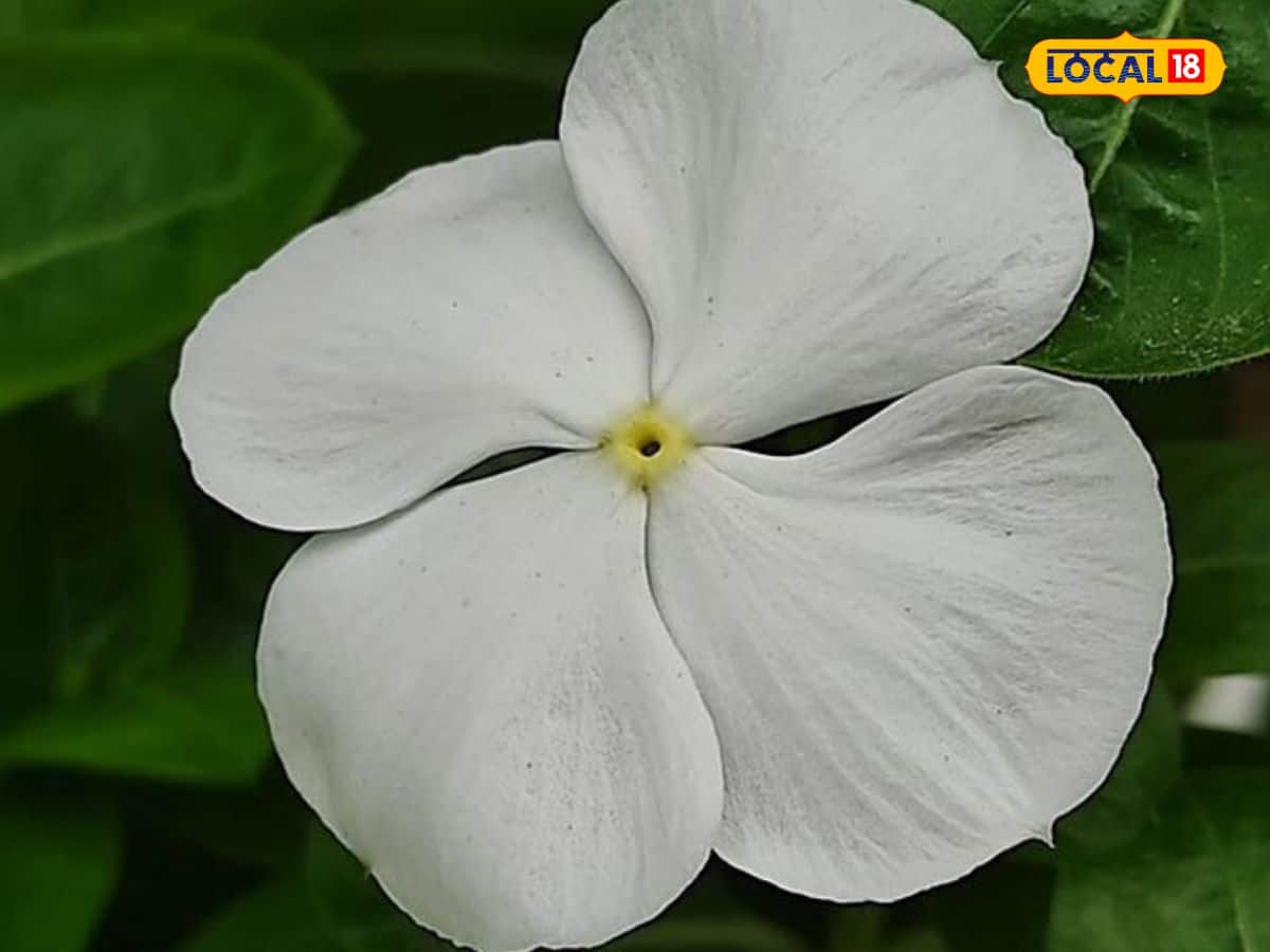  চিকিৎসক রাজকুমার (ডি. ইউ. এম) এর মতে, এর নিয়মিত ব্যবহার স্কিন টোন উজ্বল হয়। এর অ্যান্টি-ব্যাকটেরিয়াল গুণগুলি ত্বকে থাকা ব্যাকটেরিয়া নির্মূল করে, যার ফলে ব্রণ কমে যায়। এটি ত্বক থেকে অতিরিক্ত তেল বের করে, যার ফলে তেলতেলে ত্বক সম্পন্ন ব্যক্তিরা আরাম পায়।