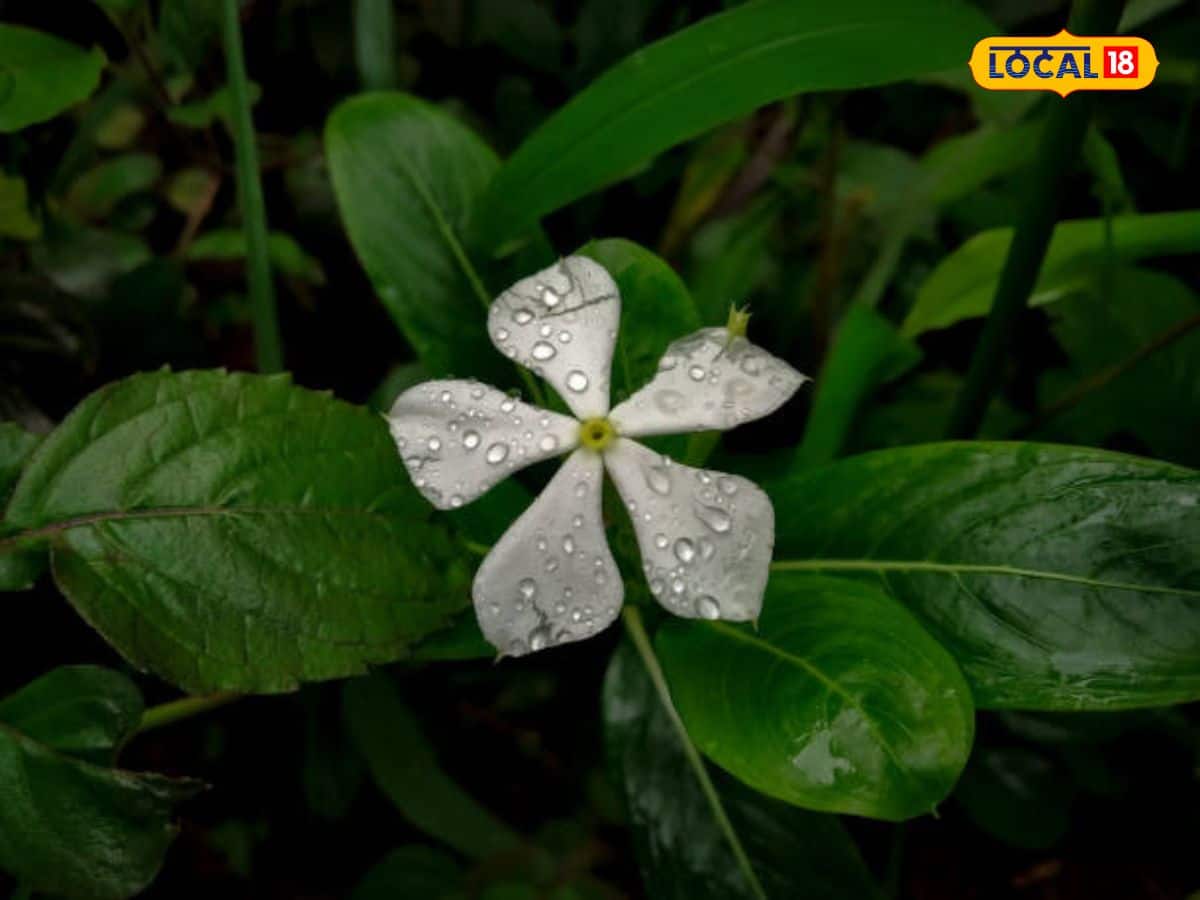  অ্যান্টি-অক্সিডেন্টস-এ পরিপূর্ণ এই ফুল ফ্রি রx200d;্যাডিক্যালস থেকে রক্ষা করে, যার ফলে বলিরেখা এবং ফাইন লাইন কমে যায়। এটি কোলাজেন উৎপাদন বাড়িয়ে ত্বকের বয়স বাড়তে দেয় না!
