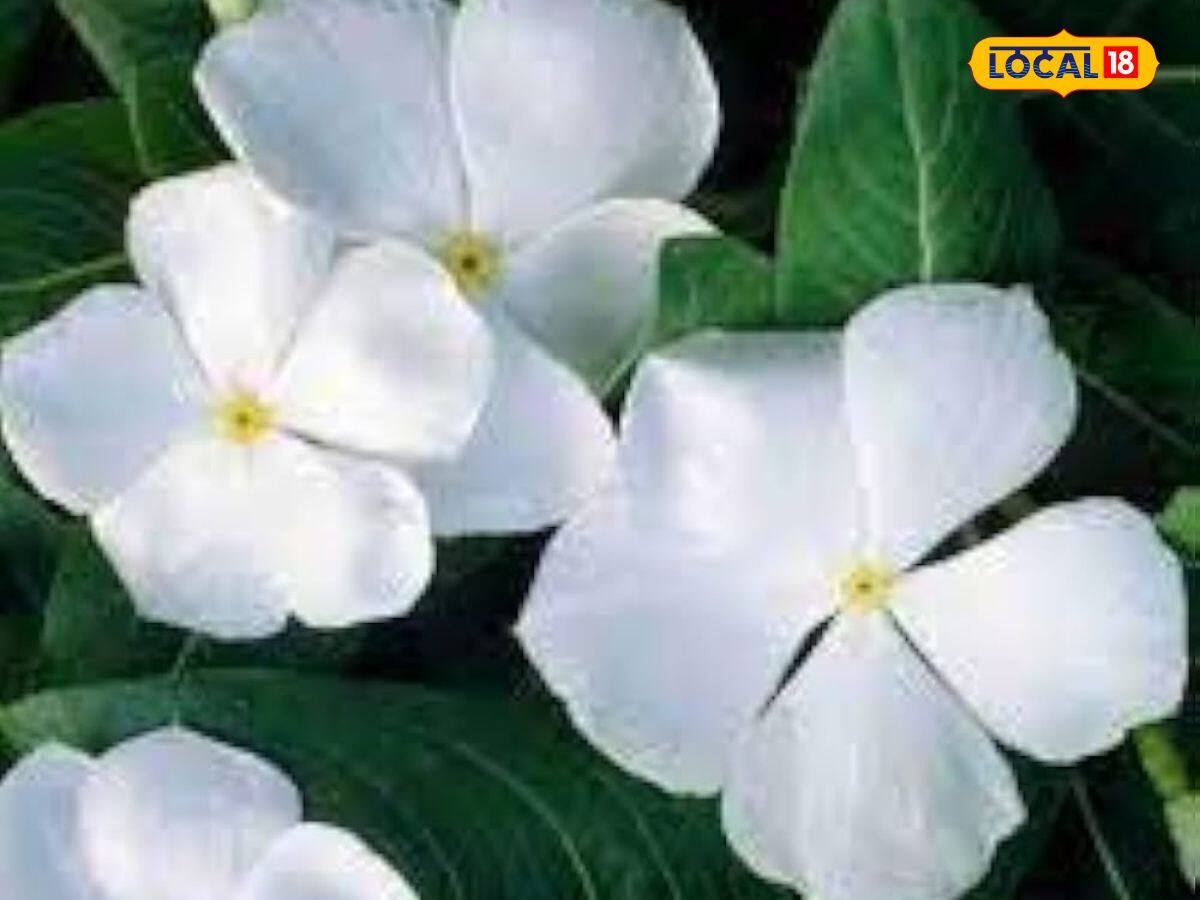  এর পেস্ট করে মুখে হালকা হাতে লাগালে ডেড স্কিন এবং ব্ল্যাকহেডস দূর হয়। এর ফলে ত্বক আরও পরিষ্কার, নরম এবং উজ্জ্বল দেখায়।