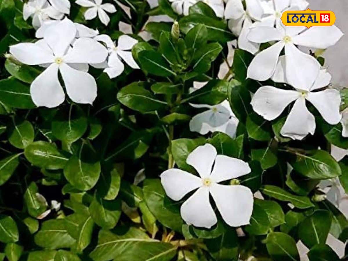  যদি আপনার চুলকানি, জ্বালা বা ত্বকের সংক্রমণের সমস্যা থাকে, তবে এই ফুলটি আরাম দেয়। এর অ্যান্টি-ইনফ্লেমেটরি গুণগুলি ত্বকে শীতলতা এনে সংক্রমণ থেকে রক্ষা করে।
