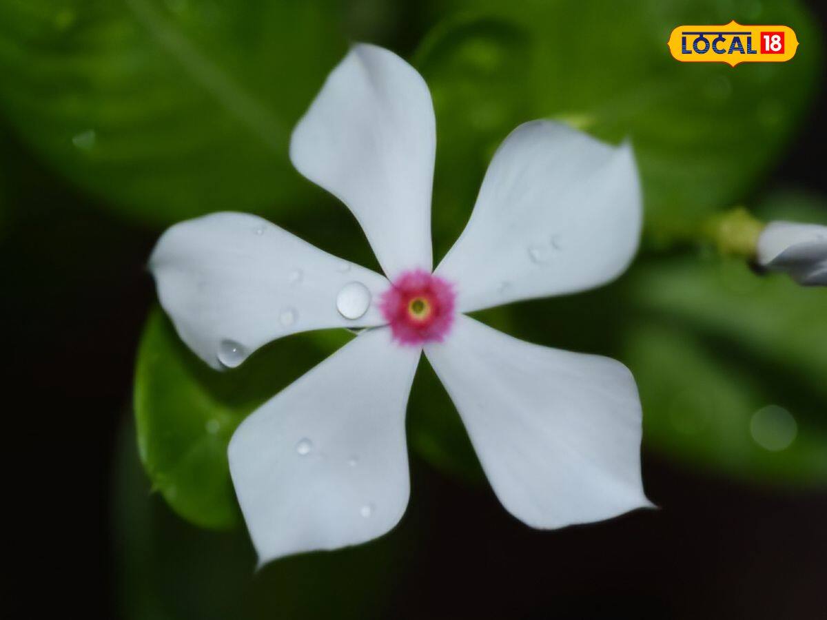  এই ফুলটি প্রাকৃতিক অ্যান্টিসেপটিকের মতো কাজ করে এবং ফোঁড়া, ক্ষত এবং জ্বালাপোড়া দ্রুত সারাতে সাহায্য করে। এটি ত্বকে ফোলাভাব এবং ব্যথা কমাতে সাহায্য করে।