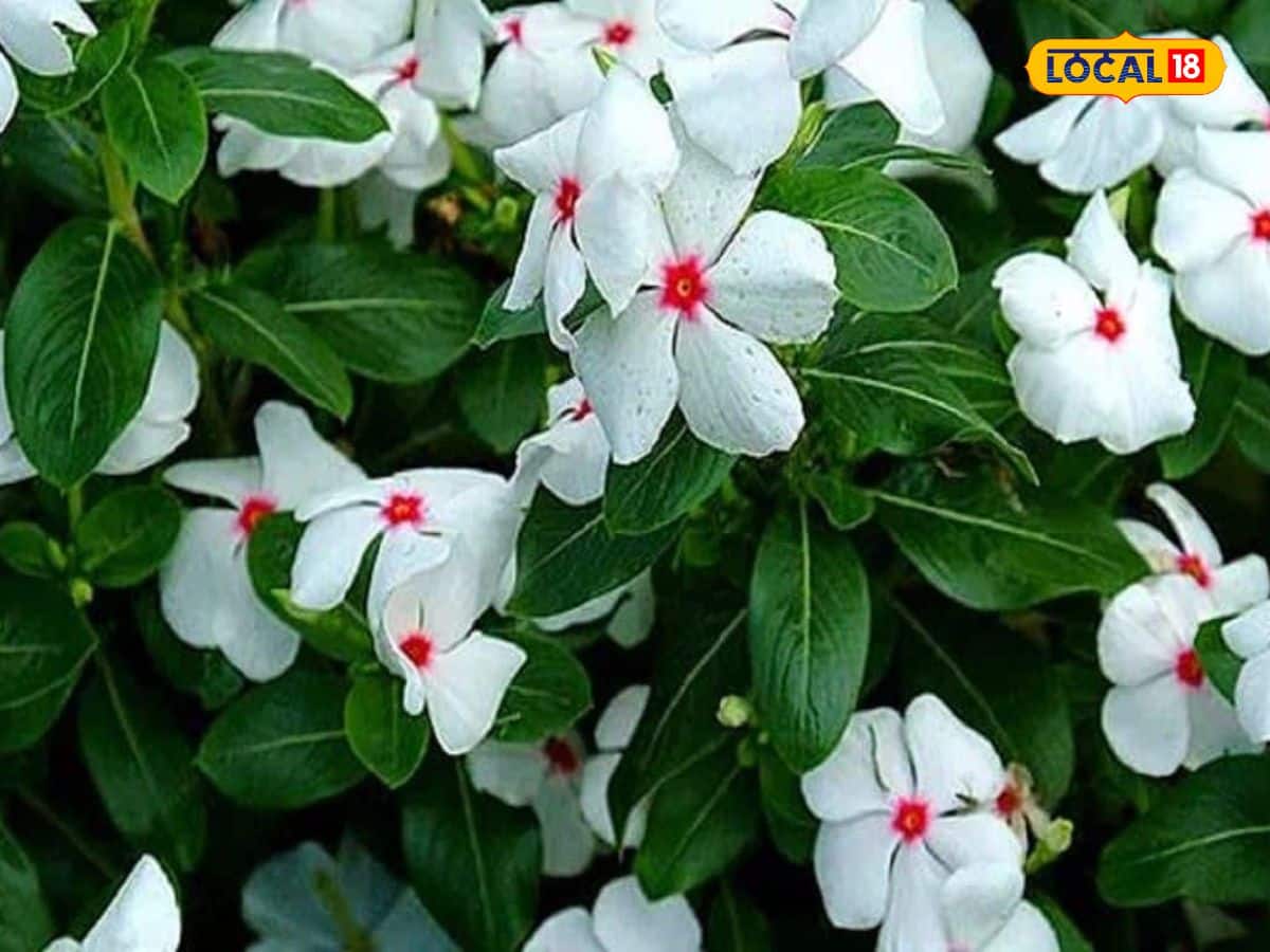  মুখের ত্বক সুন্দর করতে সদাবহার ফুলগুলো পিষে গোলাপ জল বা অ্যালোভেরা জেল মিশিয়ে মুখে লাগান। একই সঙ্গে এটি আপনি প্রাকৃতিক স্ক্রাব হিসেবে ব্যবহারও করতে পারেন।