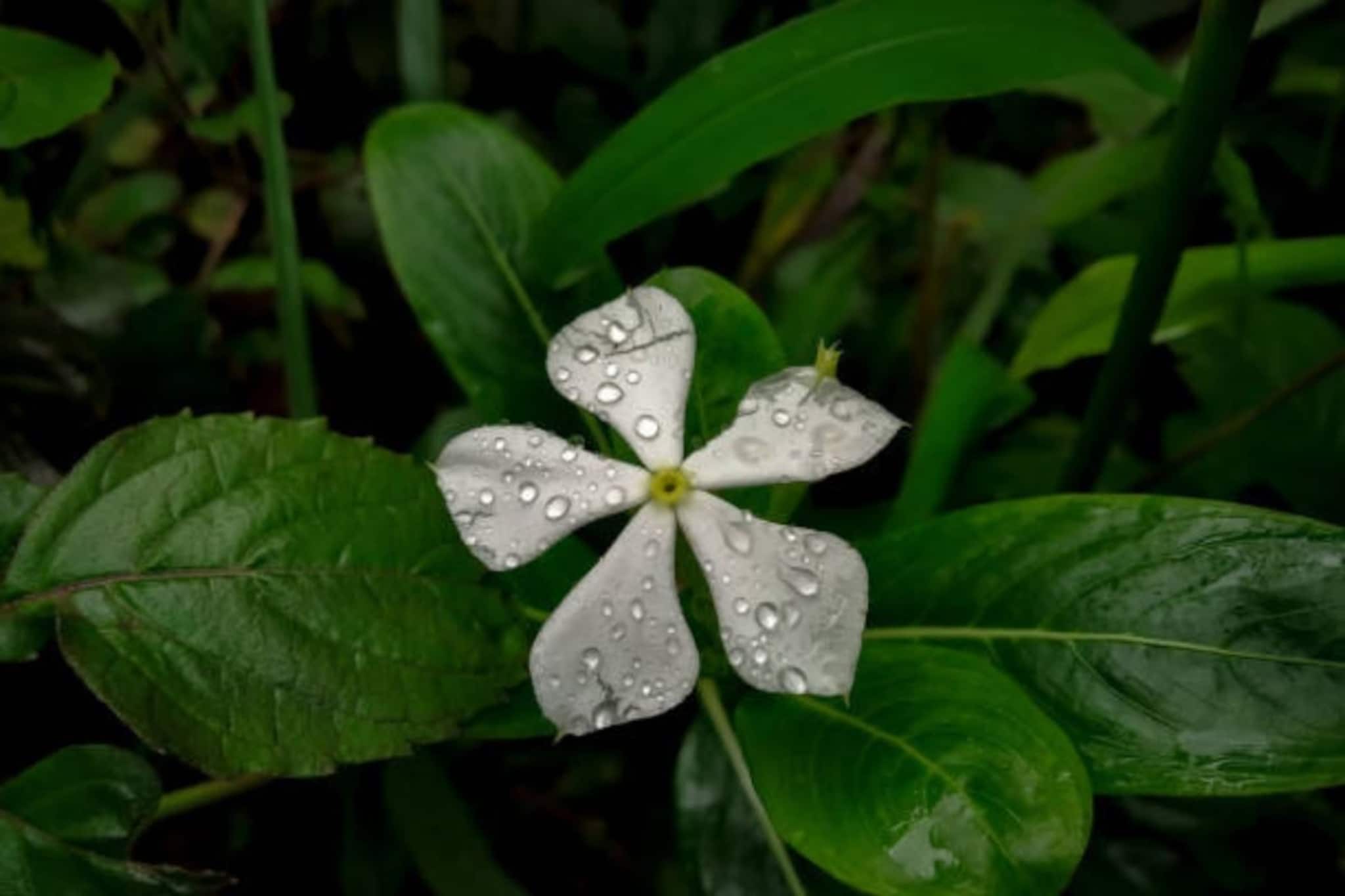 ত্বক ঝুলে যাচ্ছে? বয়সের ছাপ? একবার এই চেনা ফুল মুখে মাখুন! এক ঝটকায় কমবে বয়স