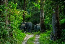 সাফারির টিকিট মিলছে না লাইনে দাঁড়িয়েও! চিলাপাতায় চরম সমস্যা