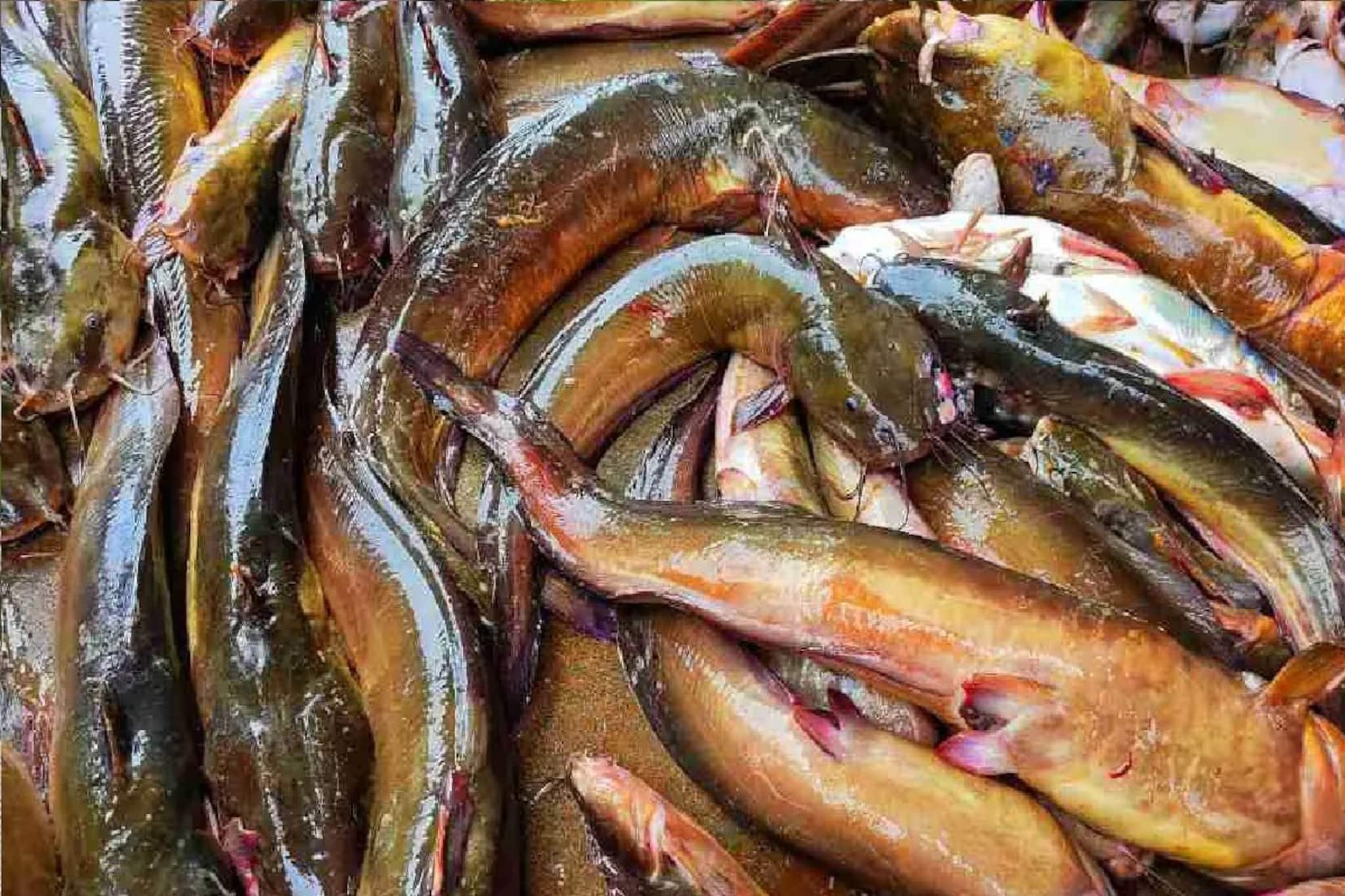 যতই জোর করুক, আপনি ভুলেও কিনবেন না এই মাছ, সাংঘাতিক ক্ষতিকর রাসায়নিক থাকে! শরীর ঝাঁঝরা হবে