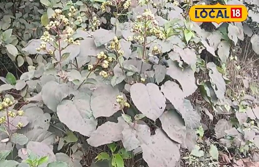 এ প্রসঙ্গে চিকিৎসক সৌরেন্দু শেখর বিশ্বাস জানান, ঘেঁটু গাছ দারুণ উপকারী গাছ। এর ব্যবহার প্রক্রিয়া বিভিন্ন রকম হয়। পেটের কৃমি ও পেটের সমস্যা দূর করতে পাঁচ থেকে সাত দিন এক চামচ পাতার রসের সঙ্গে গোলমরিচ মিশিয়ে খেয়ে আবার কয়েকদিন ছেড়ে আরও পাঁচ সাত দিন এভাবে তিনবার খেলেই উপকার পাওয়া যাবে।(তথ্য: রাকেশ মাইতি)