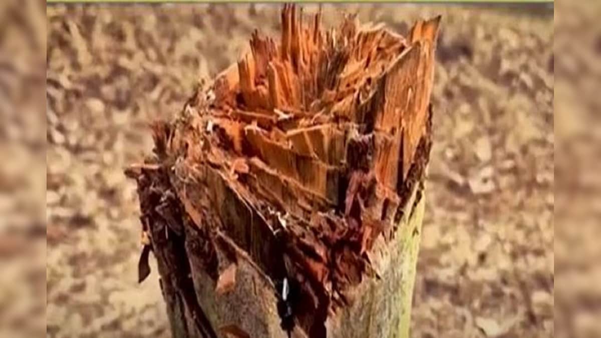 একের পর এক গাছ কেটে পাচার! বাঁকুড়ায় যা ঘটছে জানলে চমকে যাবেন